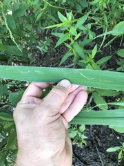 Cerodontha thompsoni