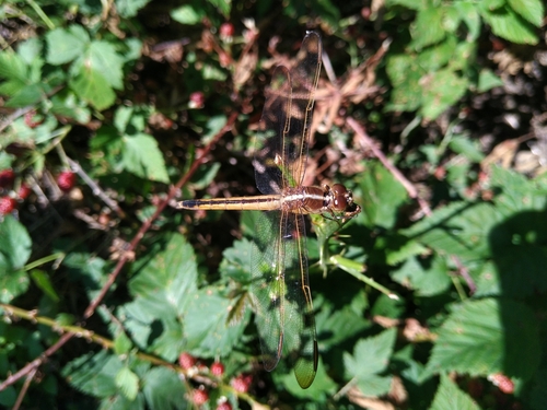 Needham's Skimmer