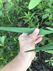 Cerodontha thompsoni