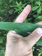 Cerodontha thompsoni