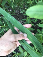 Cerodontha thompsoni