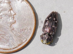 Chrysobothris viridiceps