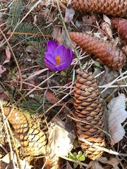 Crocus neglectus