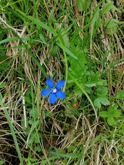 Gentiana verna