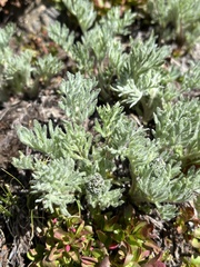 Artemisia arctica
