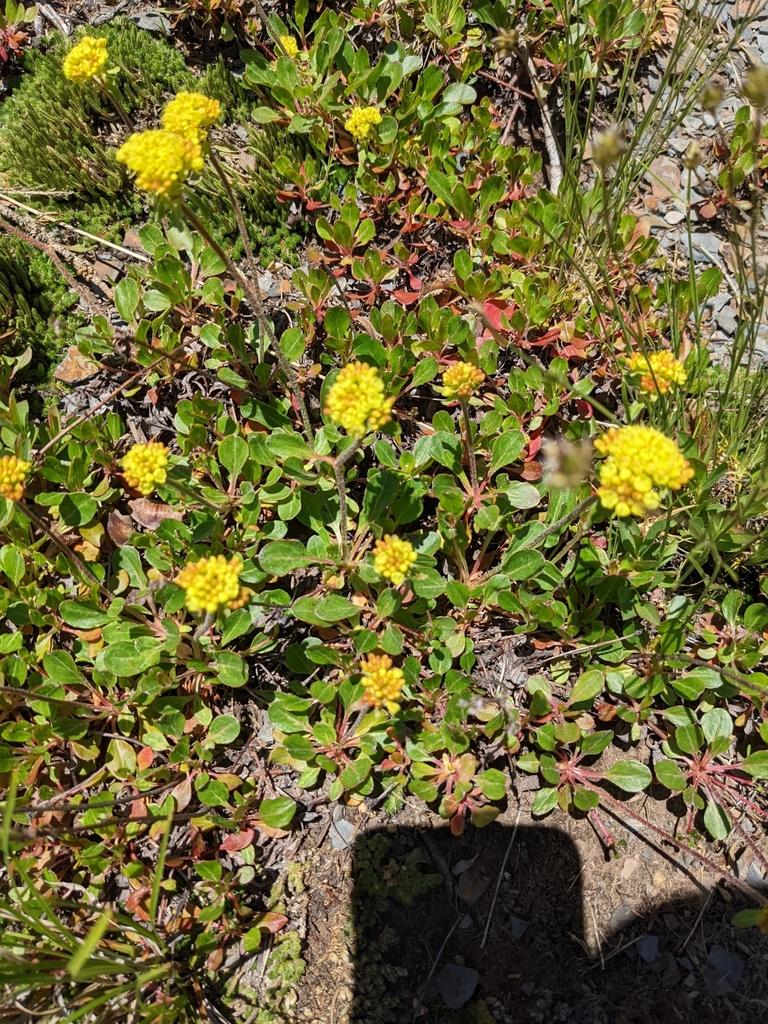 Sulfur Buckwheat From Crested Butte Co Usa On June At