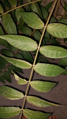 Ailanthus altissima