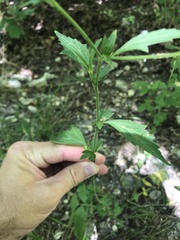 Geum virginianum