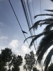 Streptopelia decaocto