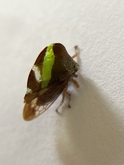 Smilia camelus