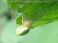 Araniella cucurbitina