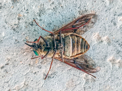 Pangonius