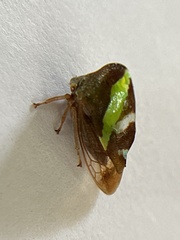 Smilia camelus