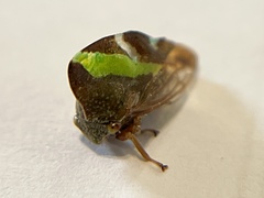 Smilia camelus