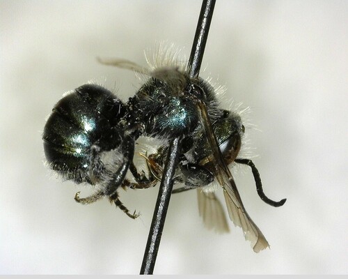 iNaturalist observation photo of Mason Bees
