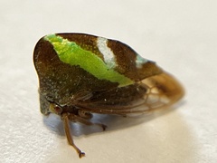 Smilia camelus