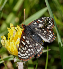 Euphydryas anicia bernadetta