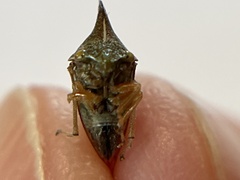 Smilia camelus