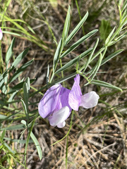 Lathyrus polymorphus