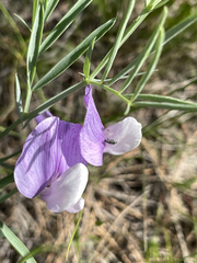 Lathyrus polymorphus