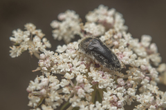 Acmaeoderella lanuginosa