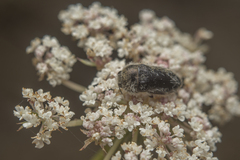 Acmaeoderella lanuginosa