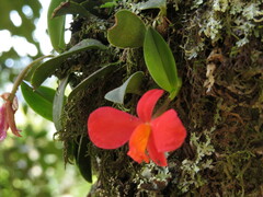 Cattleya coccinea
