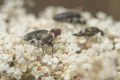 Acmaeoderella lanuginosa