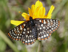 Euphydryas anicia bernadetta