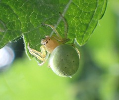 Araniella cucurbitina