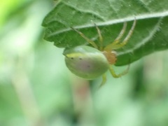 Araniella cucurbitina