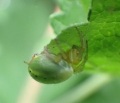 Araniella cucurbitina