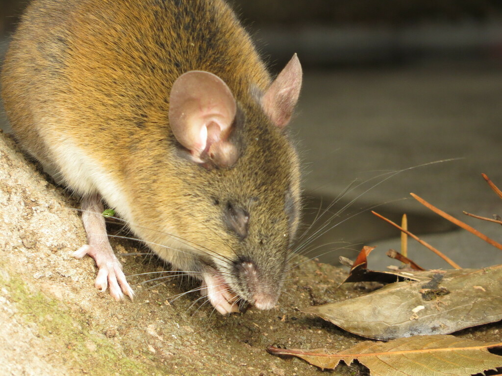 Pallid Delomys