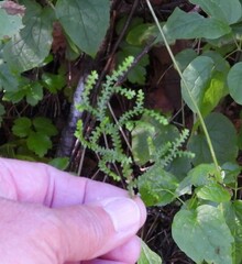 Selaginella douglasii