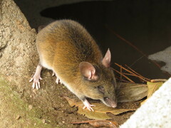 Pallid Delomys photo 2