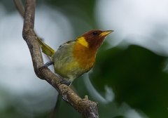 Hemithraupis ruficapilla