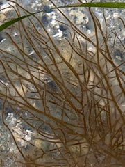 Desmarestia aculeata