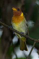 Hemithraupis ruficapilla