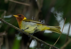 Hemithraupis ruficapilla