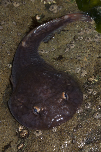Northern Clingfish