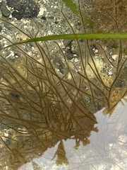 Desmarestia aculeata