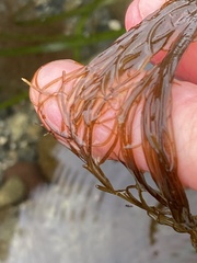 Desmarestia aculeata