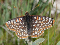 Euphydryas anicia bernadetta