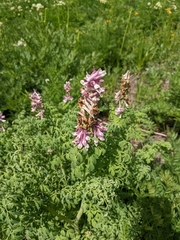 Corydalis caseana brandegeei