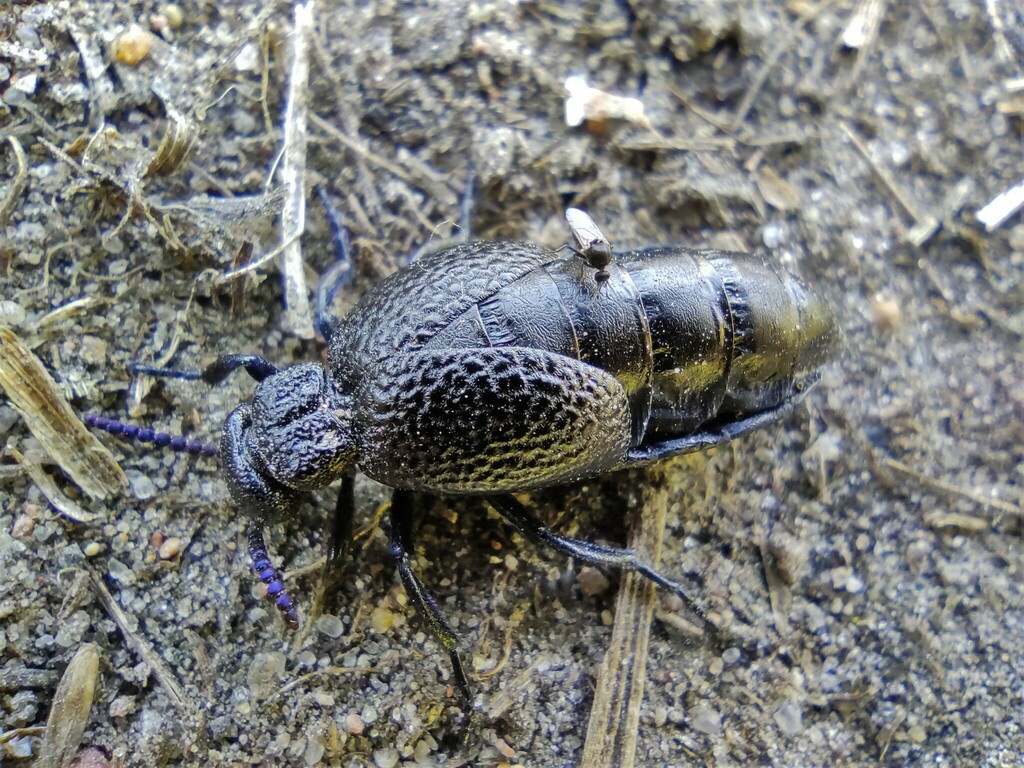 Meloe rufiventris