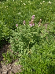 Corydalis caseana brandegeei