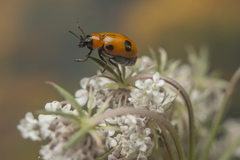 Coptocephala scopolina