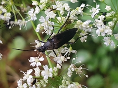 Pedostrangalia pubescens
