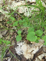 Viola labradorica