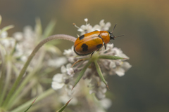 Coptocephala scopolina
